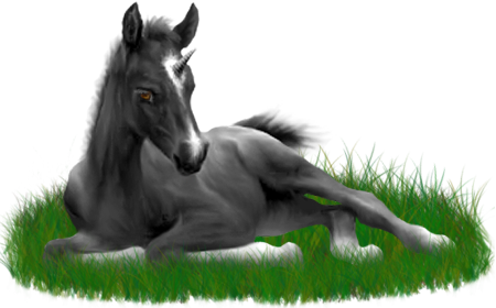 <img:stuff/ArabianFoalUniCharBlk_rev.png>