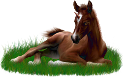 <img:stuff/ArabianFoalUniDrkChestnutSM.png>
