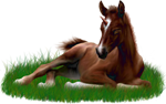 <img:stuff/ArabianFoalUniDrkChestnutXSM.png>
