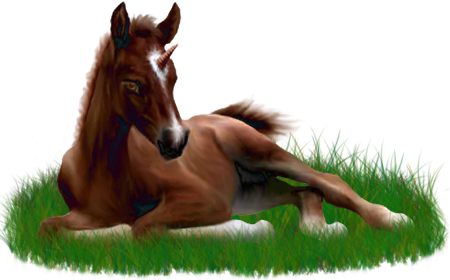<img:stuff/ArabianFoalUniDrkChestnut_rev.png>
