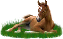 <img:stuff/ArabianFoalUniGoldChestnutSM.png>