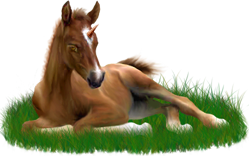<img:stuff/ArabianFoalUniGoldChestnutSM_rev.png>