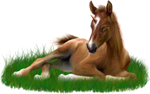 <img:stuff/ArabianFoalUniGoldChestnutXSM.png>
