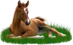 <img:stuff/ArabianFoalUniGoldChestnutXSM_rev.png>