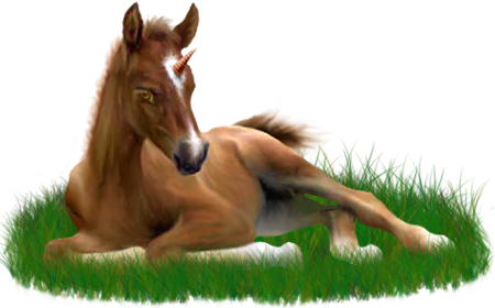 <img:stuff/ArabianFoalUniGoldChestnut_rev.png>
