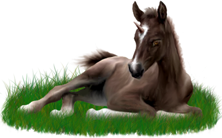 <img:stuff/ArabianFoalUniLiverChestnut.png>