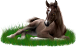 <img:stuff/ArabianFoalUniLiverChestnutXSM.png>