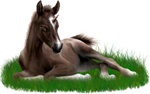 <img:stuff/ArabianFoalUniLiverChestnutXSM_rev.png>