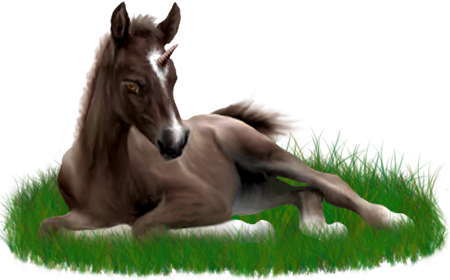 <img:stuff/ArabianFoalUniLiverChestnut_rev.png>