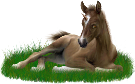 <img:stuff/ArabianFoalUniSorrel.png>