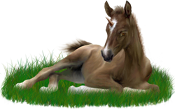 <img:stuff/ArabianFoalUniSorrelSM.png>