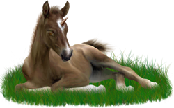 <img:stuff/ArabianFoalUniSorrelSM_rev.png>