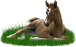 <img:stuff/ArabianFoalUniSorrelXSM.png>