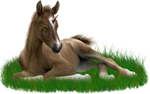 <img:stuff/ArabianFoalUniSorrelXSM_rev.png>