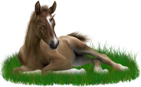 <img:stuff/ArabianFoalUniSorrel_rev.png>