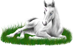 <img:stuff/ArabianFoalUniWhiteXSM.png>