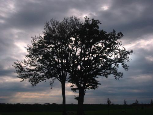 <img500*0:stuff/Arbres_aire.jpg>