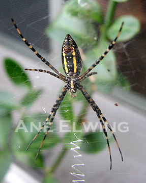 <img:stuff/Argiope%20trifasciata%20wm.jpg>