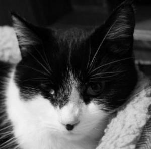 <img300*0:stuff/Arrogant.jpg>