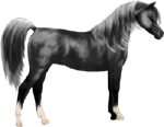 <img:stuff/ArtsieBlackArabianNoTack150_Test2.png>