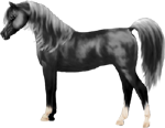 <img:stuff/ArtsieBlackArabianNoTack150_rev_test2.png>