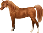 <img:stuff/ArtsieChestnutArabianNoTack150_rev_test-2.png>
