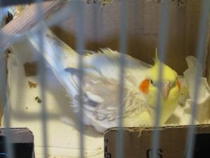 <img300*0:stuff/Arynandeggs.jpg>