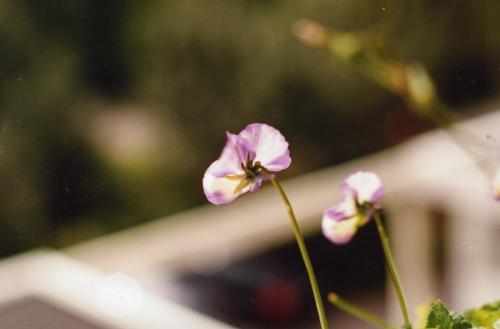 <img500*329:stuff/Asahi-Pansies.jpg>
