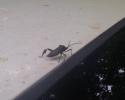 <img0*100:stuff/Assassin_Bug.jpg>