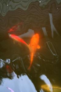 <img200*0:stuff/Aug11-06_0095.jpg>