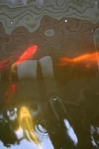 <img200*0:stuff/Aug11-06_0096.jpg>