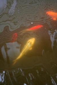 <img200*0:stuff/Aug11-06_0097.jpg>