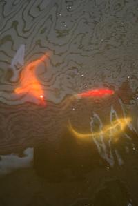 <img200*0:stuff/Aug11-06_0098.jpg>