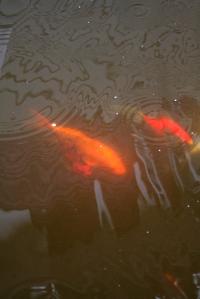 <img200*0:stuff/Aug11-06_0099.jpg>