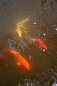 <img200*0:stuff/Aug11-06_0100.jpg>