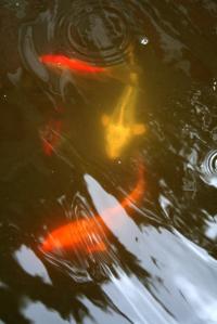 <img200*0:stuff/Aug11-06_0102.jpg>