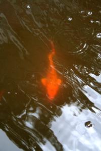 <img200*0:stuff/Aug11-06_0104.jpg>