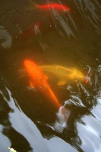 <img200*0:stuff/Aug11-06_0106.jpg>