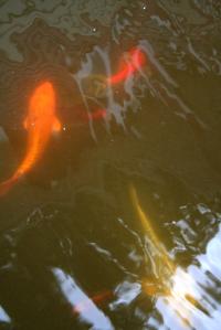 <img200*0:stuff/Aug11-06_0107.jpg>