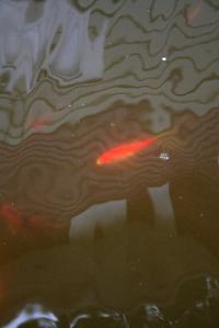 <img200*0:stuff/Aug11-06_0111.jpg>
