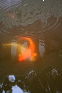 <img200*0:stuff/Aug11-06_0113.jpg>