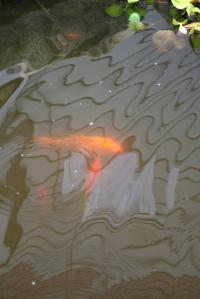 <img200*0:stuff/Aug11-06_0116.JPG>