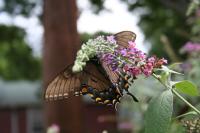 <img200*0:stuff/Aug15-06_0119.JPG>