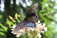 <img200*0:stuff/Aug15-06_0174.JPG>