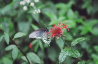 <img200*0:stuff/Aug22-06_m0004.jpg>