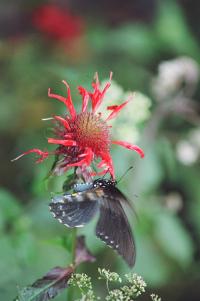 <img200*0:stuff/Aug22-06_m0005.jpg>
