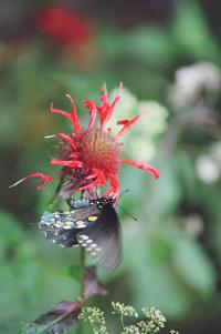 <img200*0:stuff/Aug22-06_m0007.jpg>