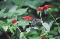<img200*0:stuff/Aug22-06_m0014.jpg>