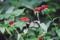 <img200*0:stuff/Aug22-06_m0015.jpg>