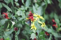 <img200*0:stuff/Aug22-06_m0024.jpg>